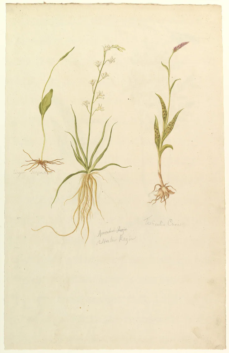 Botanical Studies (recto); Botanical Studies (verso): watercolor over graphite by Anonymous, French, 19th century, ca. 1820.