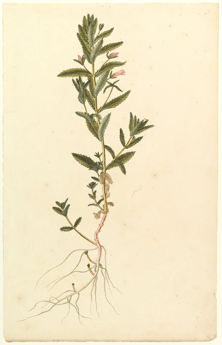 Botanical Study: watercolor by Anonymous, French, 19th century, ca. 1820.