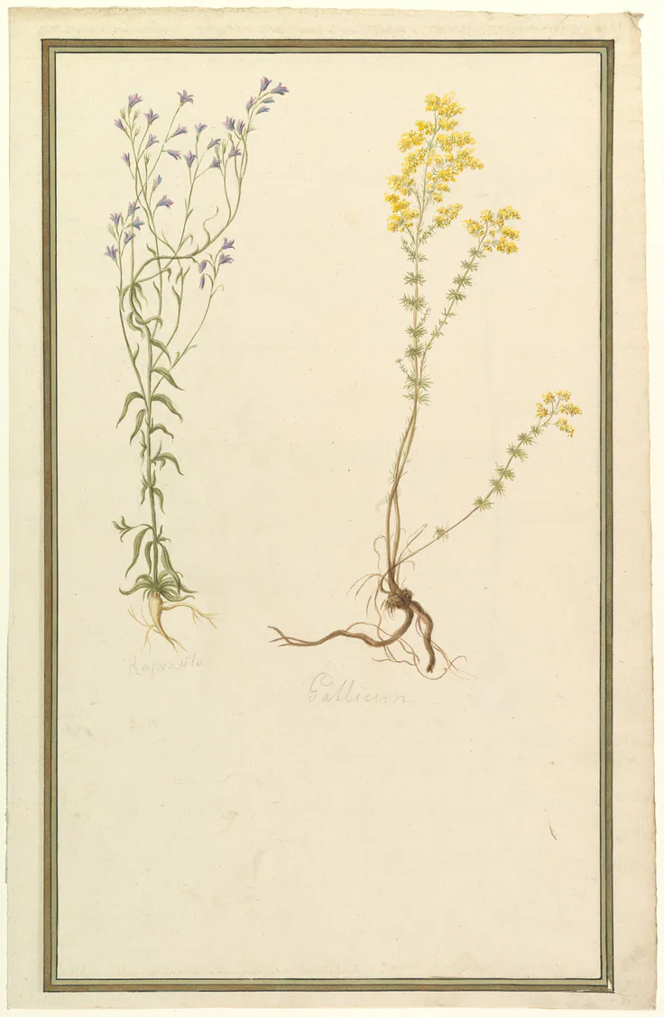 Botanical Studies: watercolor over graphite by Anonymous, French, 19th century, ca. 1820.