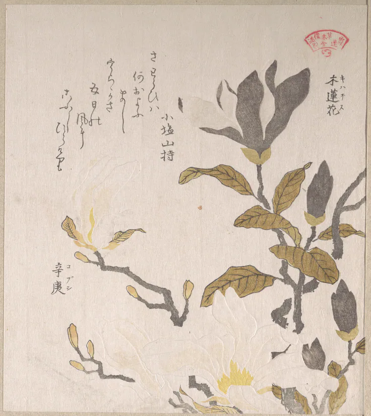 Magnolia Flowers: print by Kubo Shunman, 19th century.